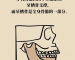 如何通过饮食来改善熬夜对骨骼的伤害？