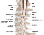 脊髓型颈椎病有哪些治疗方法？