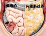 腹部脂肪，尤其是内脏脂肪影响胰腺健康