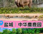盐城中华麋鹿园一日游旅游攻略