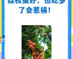 哪些人吃荔枝需要特别注意？