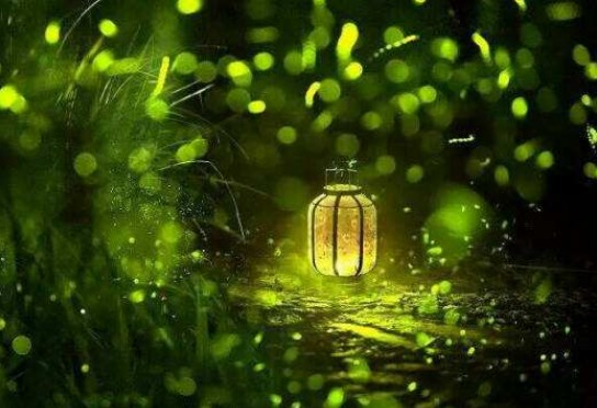 萤火虫为什么会发光