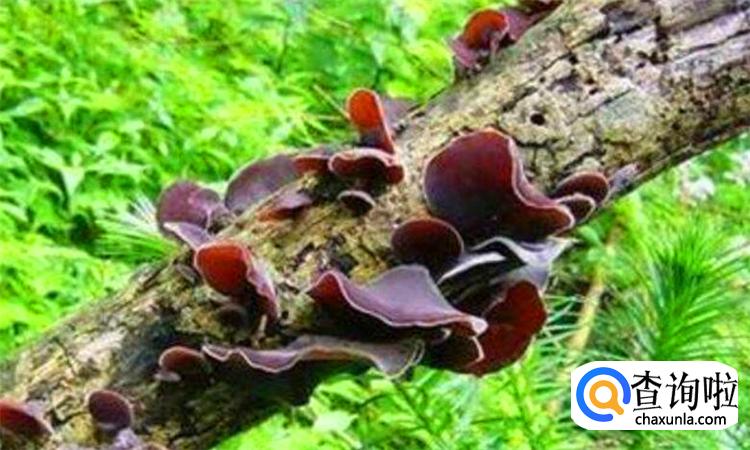 怎样鉴别野生木耳有毒