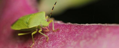 九香虫的功效与作用