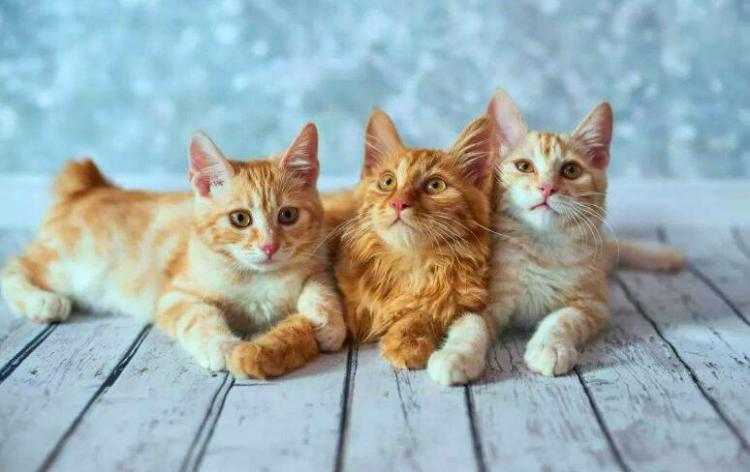 什么是后院猫