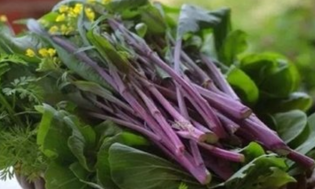 红菜苔是什么