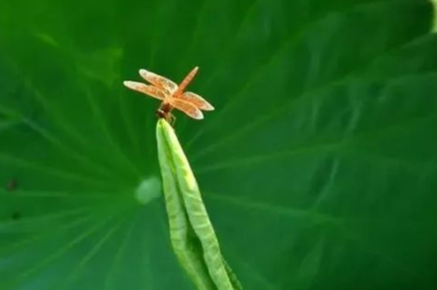 立夏是什么时候？