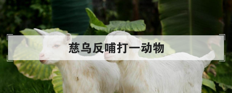 慈乌反哺打一动物