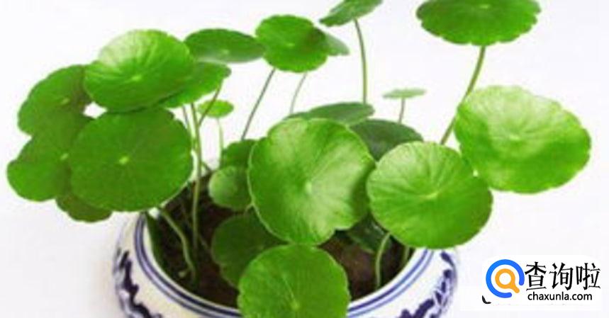 铜钱草放鱼缸里要怎么养活