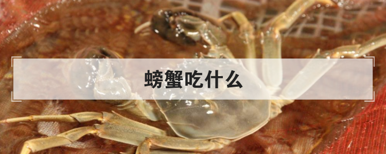 螃蟹吃什么