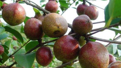 世界公认三大健康油种