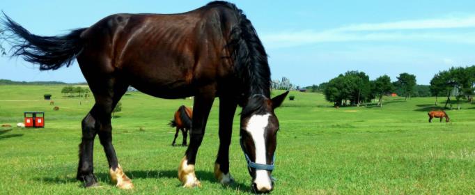 为什么说马无夜草不肥