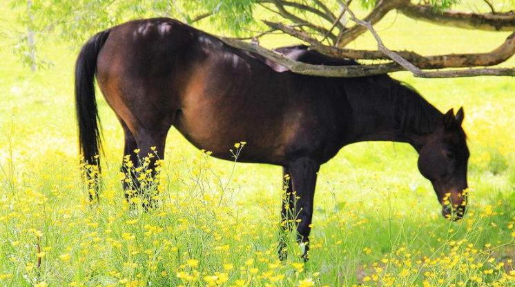 为什么说马无夜草不肥