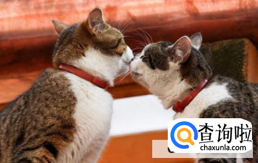 如何判断猫咪是否发情