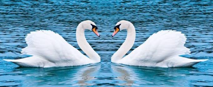 为什么动物园里的天鹅不会飞掉