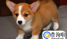柯基犬有什么优点和缺点