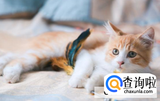 如何判断猫咪是否发情