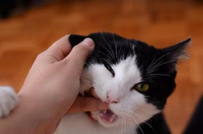 吸猫摊是什么职业