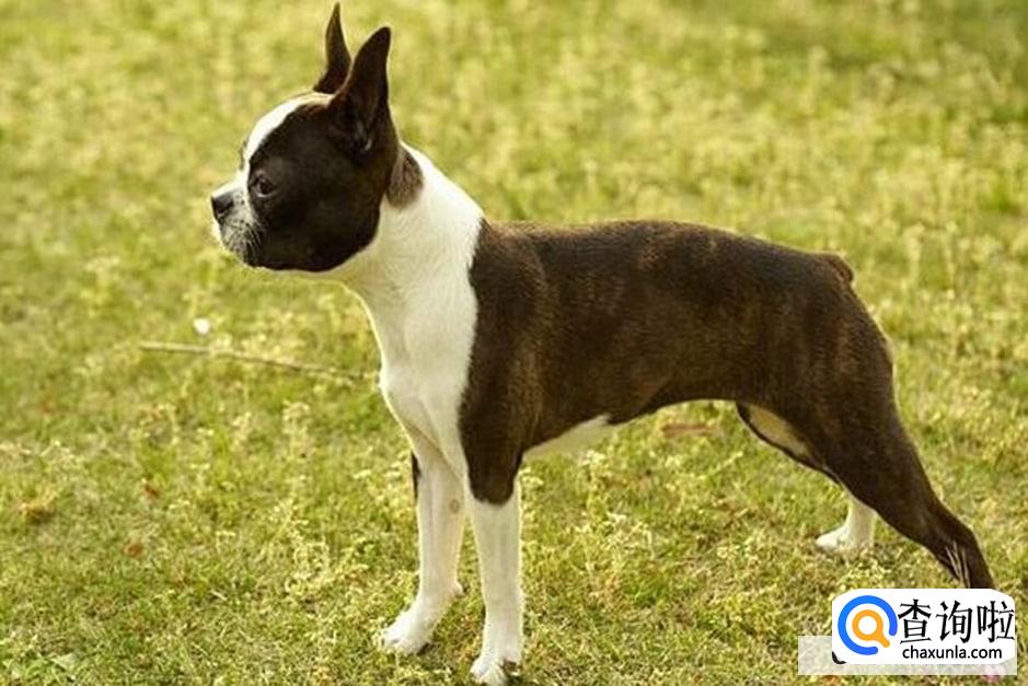 三大适合家养的小型狗