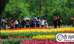 北京三月赏花北京植物园观游攻略