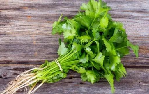香菜老了还能吃吗功效有哪些