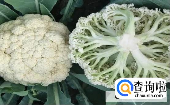 生花菜怎么储藏的时间长