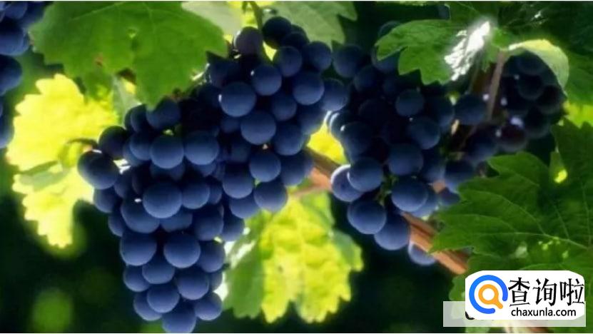 润肺养肺什么东西最好