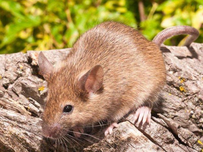 为什么老鼠喜欢啃咬硬物