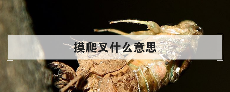 摸爬叉什么意思