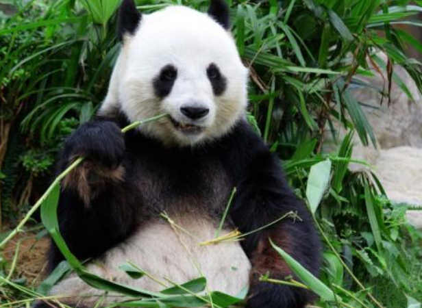 熊猫刻板行为是什么