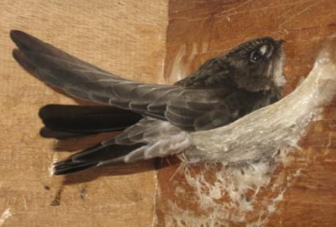 吃的燕窝真的是燕子的窝吗？