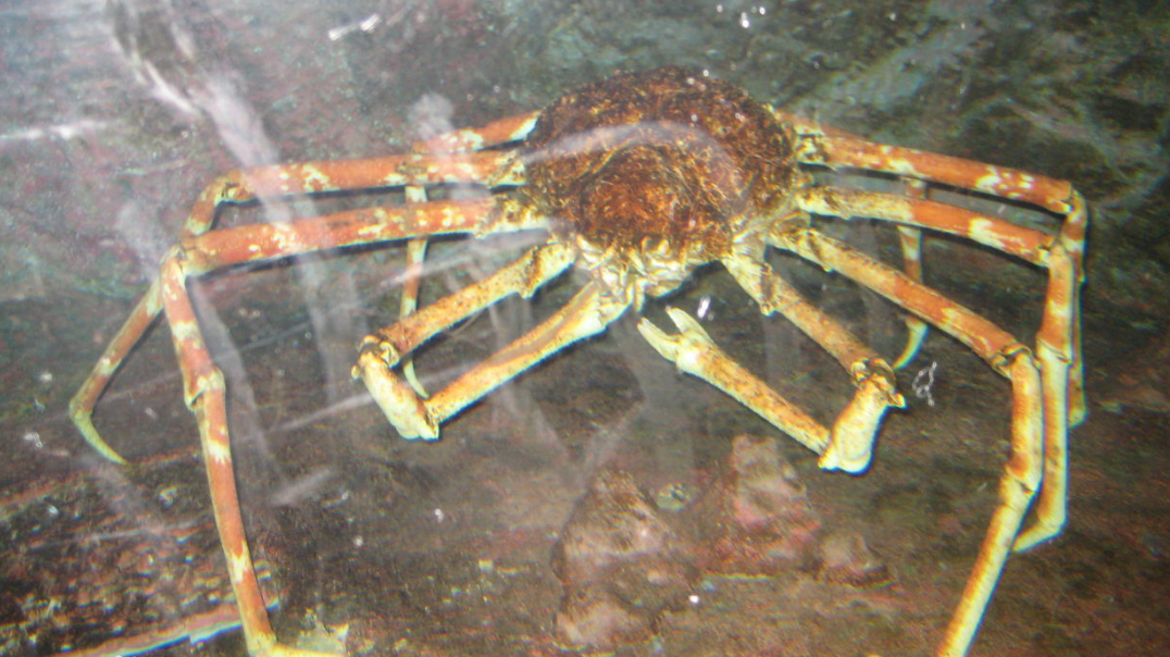 世界上最大的螃蟹