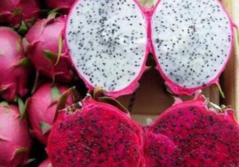 怀孕能吃火龙果吗