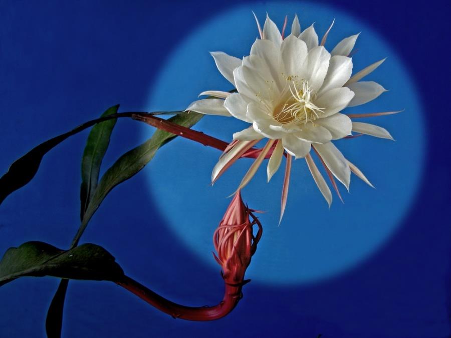 昙花为什么一现