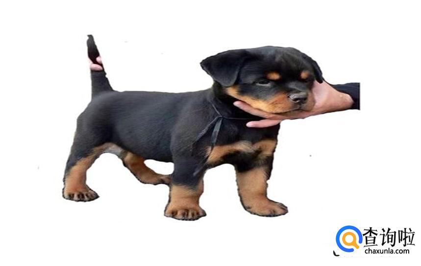 养土狗怎么养比较好