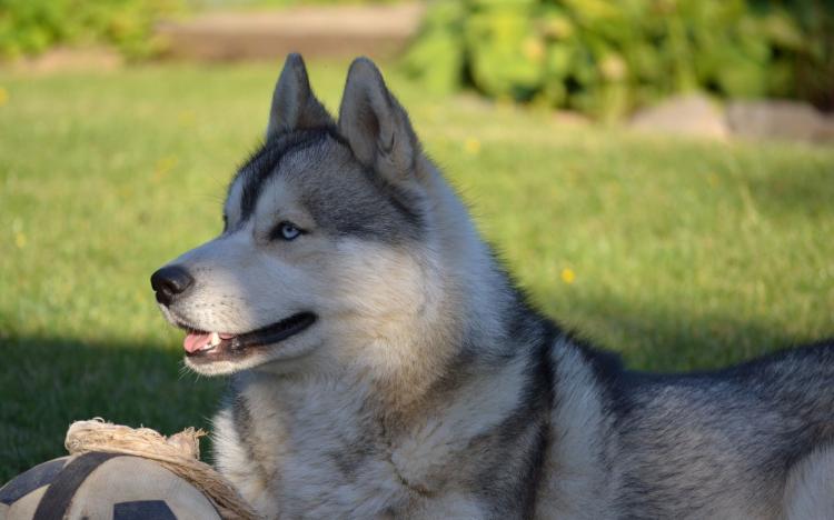 犬与狗的区别