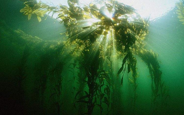 海澡是怎么产生的