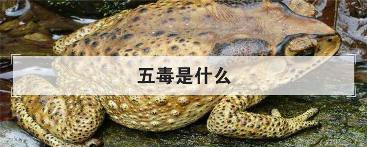 五毒是什么
