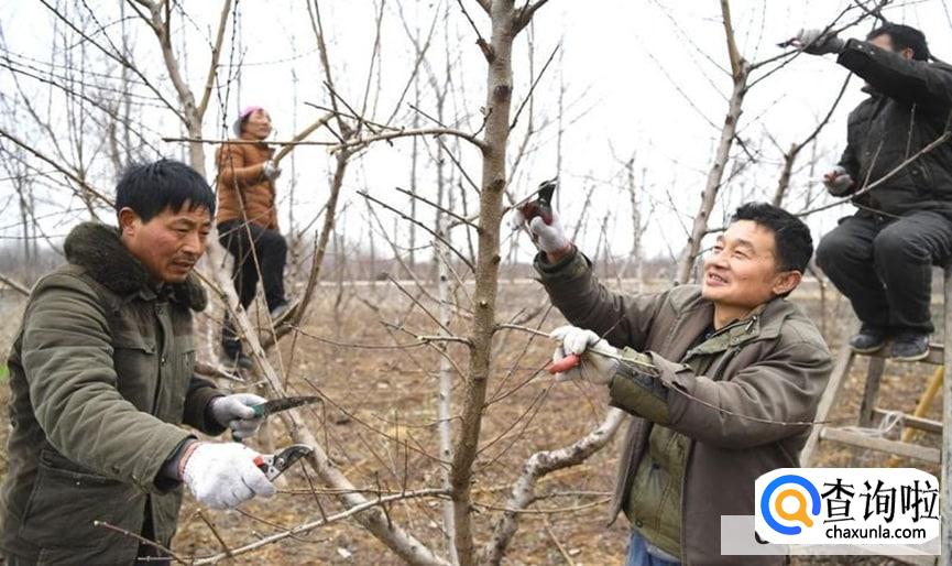 桃树什么时候修剪合适