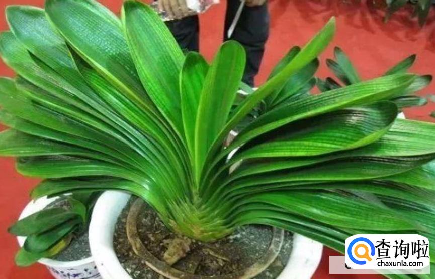 君子兰如何修剪才正确