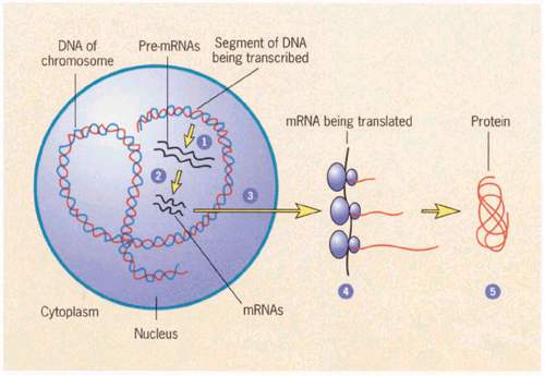蛋白质在哪里合成