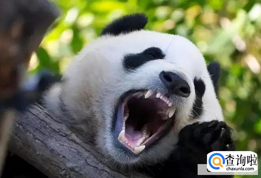 大熊猫为什么爱爬树