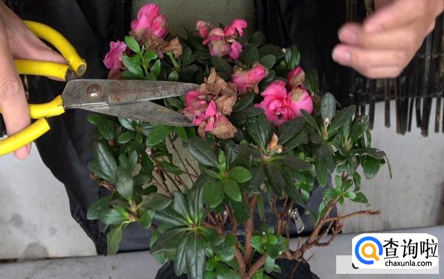 杜鹃开花后怎样修剪合适