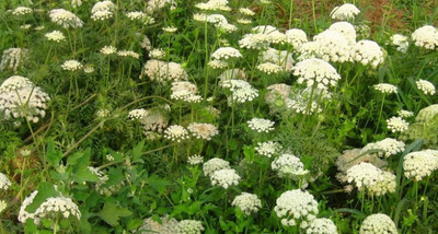 胡萝卜有硬芯怎么回事