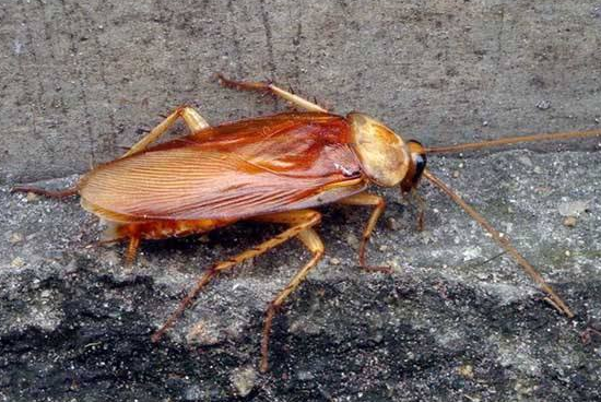 蟑螂为什么会飞