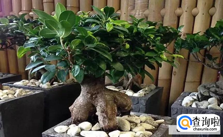 爱心榕树怎么养护合适