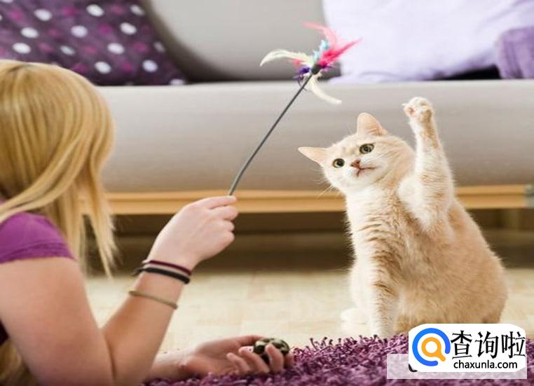 怎么判断猫咪开心不开心