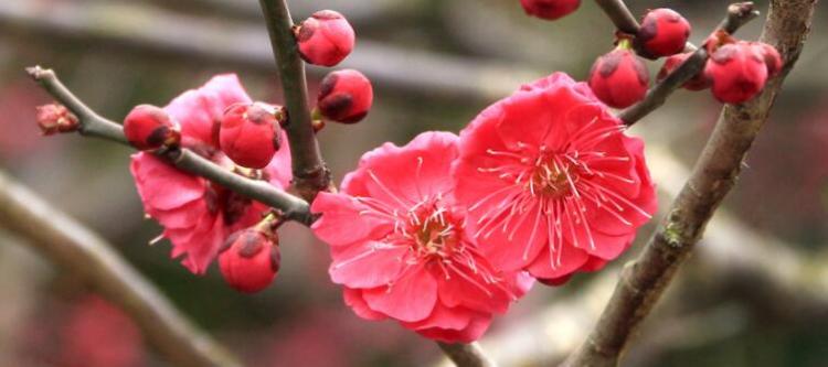 梅花有什么品质