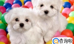贵宾犬发抖是什么原因？