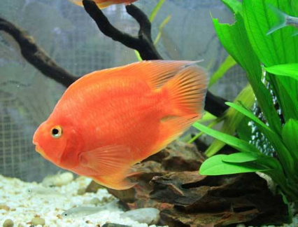 鹦鹉鱼怎么养